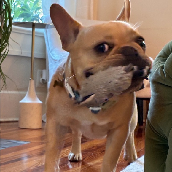 ellamostoller